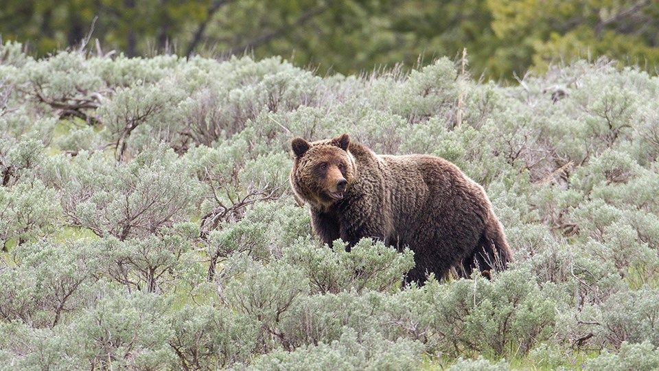 Grizzly bear in Yellowstone National Park