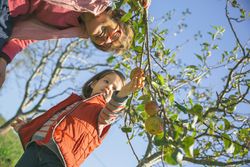 Mature woman and little girl picking apples from tree on sunny day