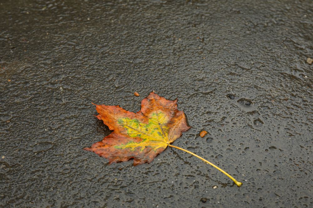 Yellowed autumn leaves on the road