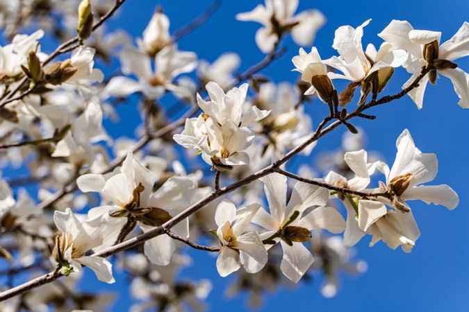 Blooming magnolia tree in the spring park