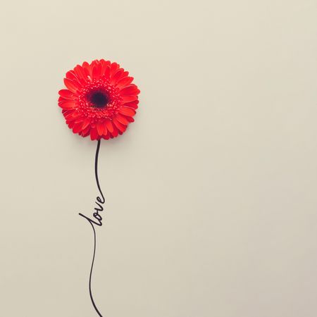 Creative concept made of red daisy flower with word “love” in stem