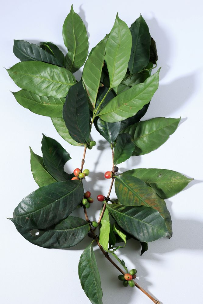 Organic Coffee Beans with Coffee Leaves