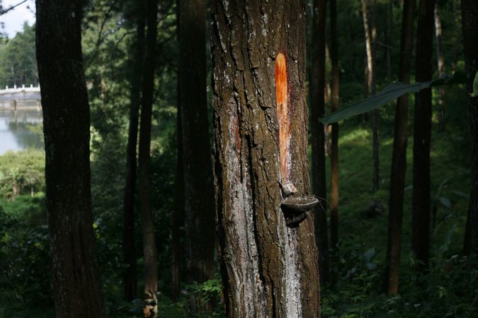 Red pine sap being collected in forest