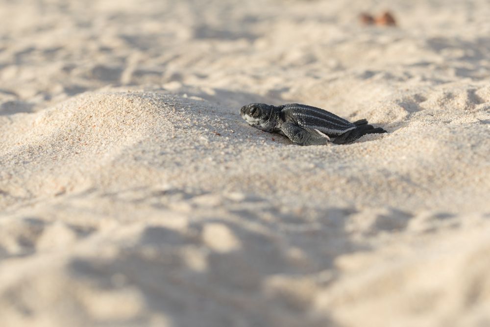 Baby turtle crawling on sand to water