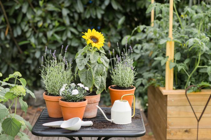 Blooming sunflower in garden