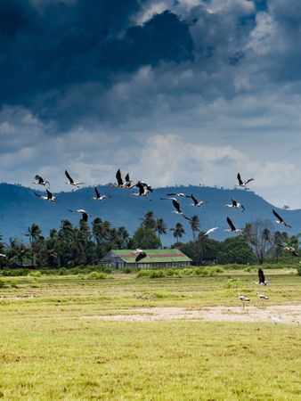 Flying flock of storks above tropical field