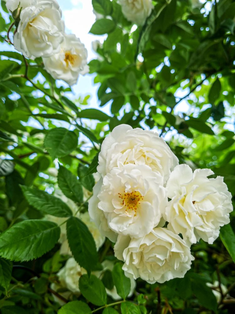 Hedge of beautiful light flowers