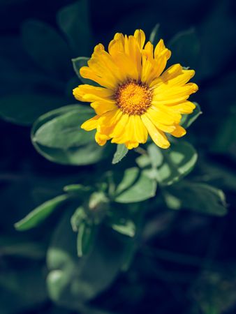 Blooming Calendula flower with green leaves