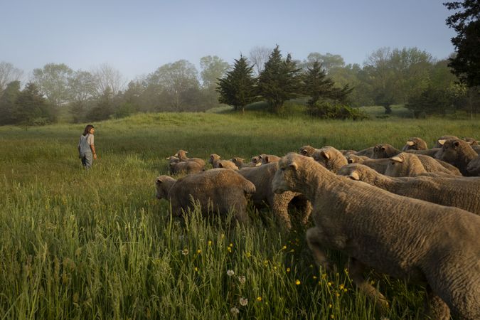 Woman shepherd leading her flock in an open field in the morning