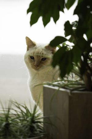 Cute cat with some green house plants in front of her