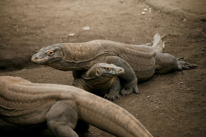 Two large lizards playing in zoo
