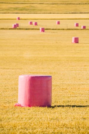 Bales wrapped with pink plastic