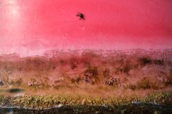 Photo of dry grass on pink background