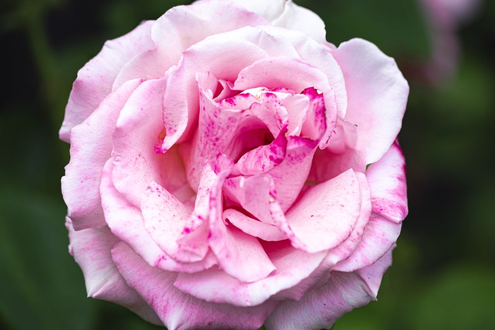 Light pink rose growing in the wild