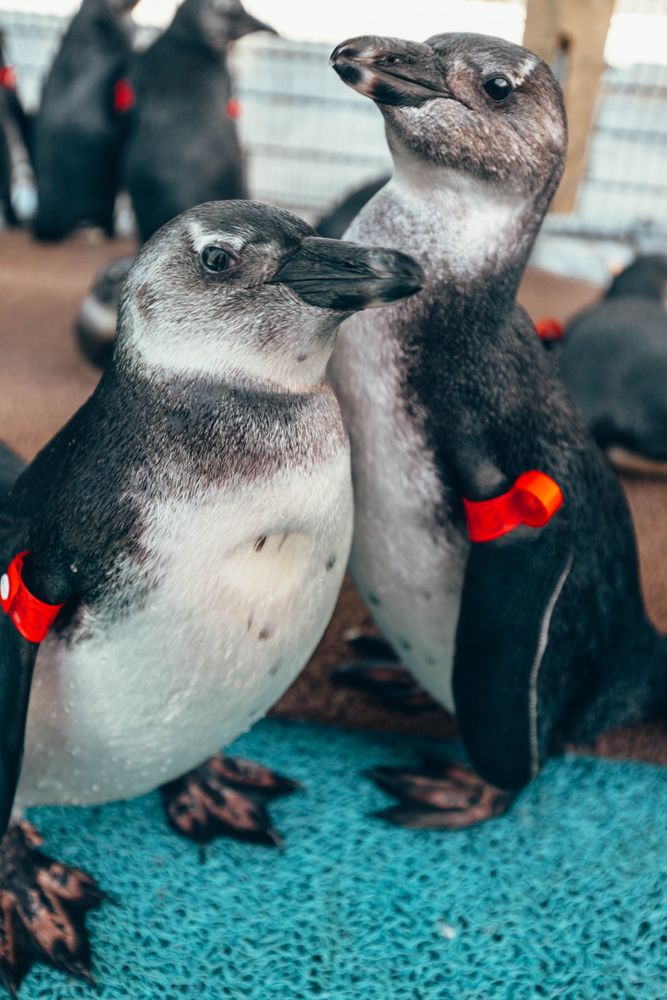 Two penguin outdoor