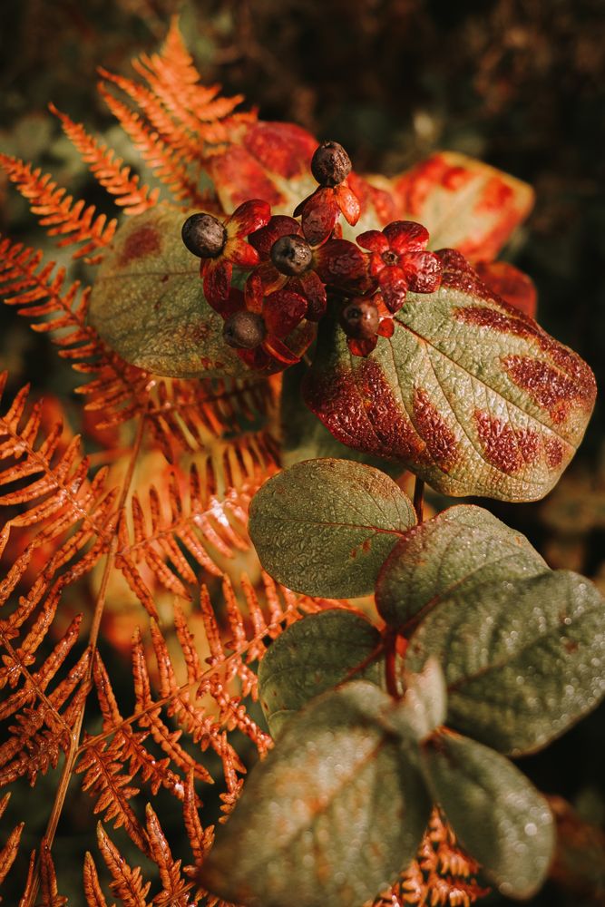 Wild poisonous ripe belladonna berries beside orange fern leaf