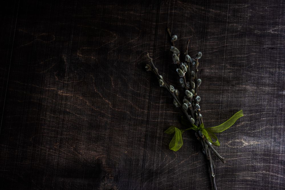 Easter holiday concept with pussy willow on wooden table wrapped in green ribbon