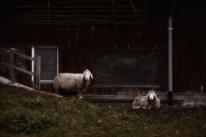 Sheep on the grass