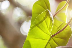 green leaves on green blurred background
