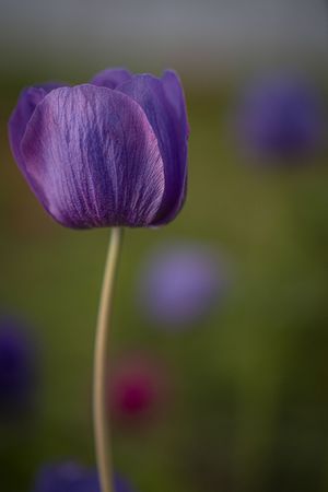 Copake, New York - May 19, 2022: Vertical side shot of purple flower