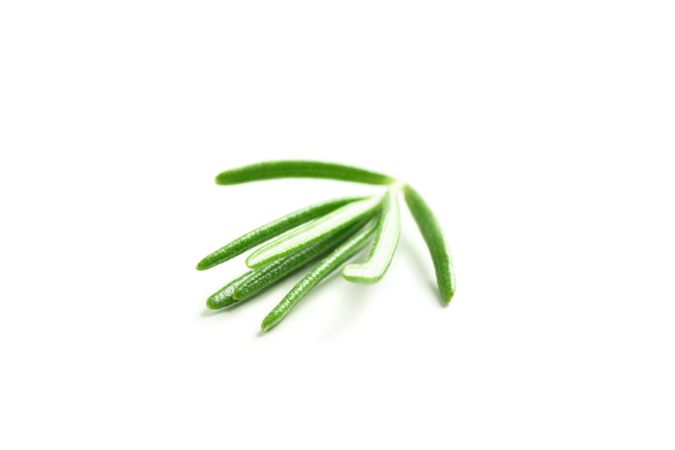 Fresh green rosemary isolated on blank background