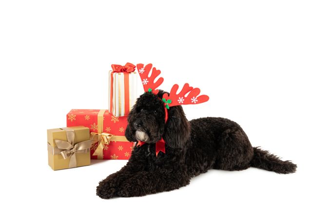 Concept of Merry Christmas, funny Christmas dog, isolated on light background