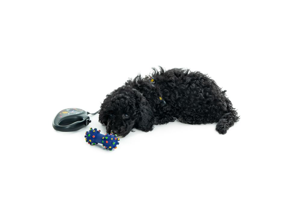 Dog laying looking at toy bone