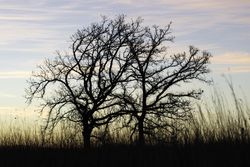 Outline of a tree during a winter sunset