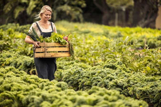 Woman walking through large vegetable garden carrying box of fresh produce