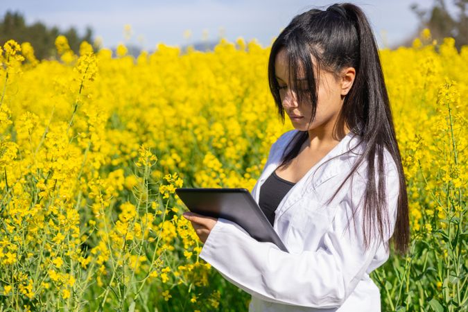 Agricultural technical engineer inspecting a rapeseed agricultural field