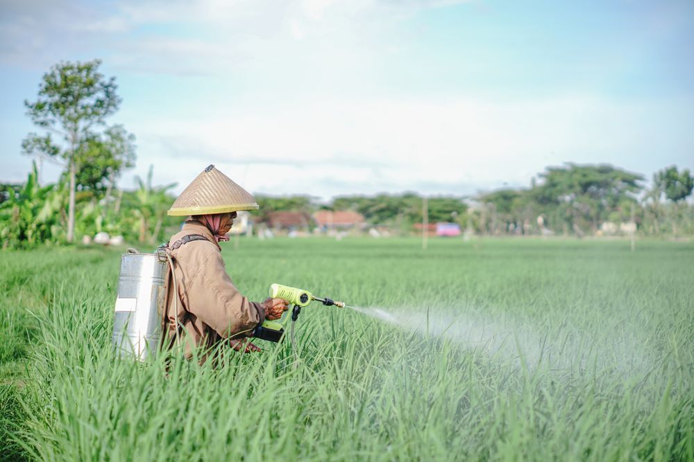 Asian farmer spraying pesticide on rice green field