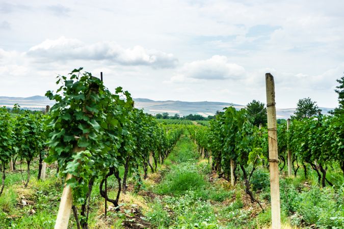 Green vineyard in Kakheti region, Georgia