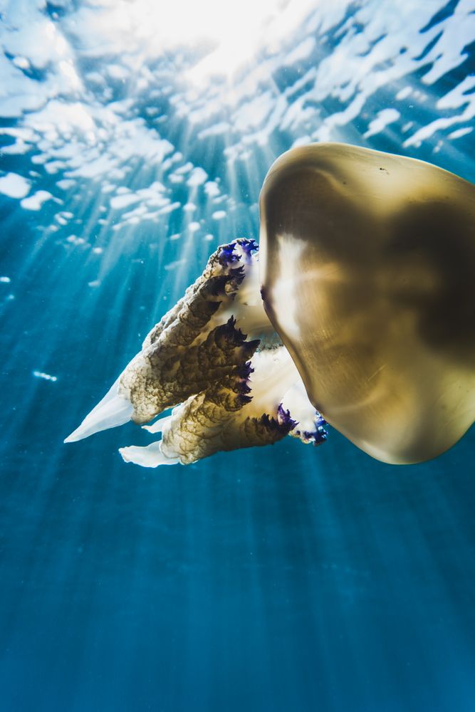 Yellow jellyfish underwater