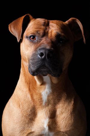 Amazing dog staring at camera