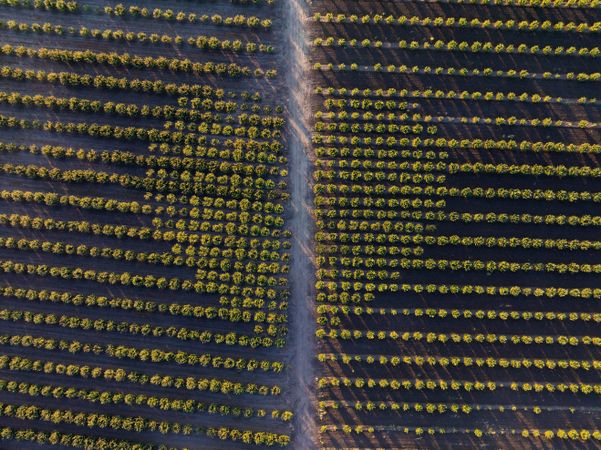 Aerial image of a heart shaped orchard.