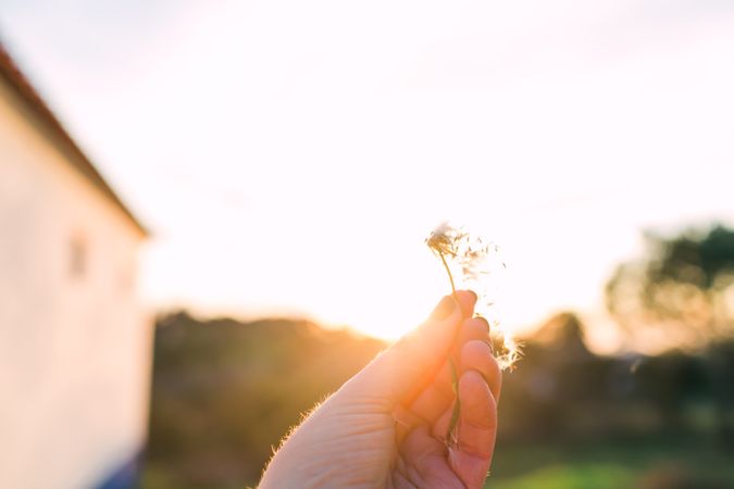 Crop hand with chamomile in nature