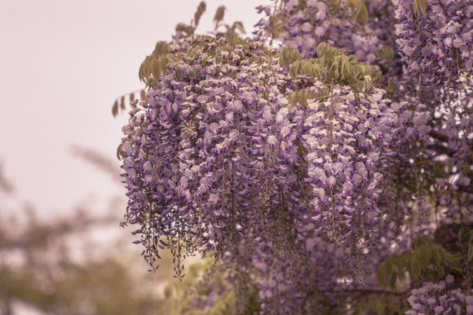 Wisteria growing on tree on overcast day