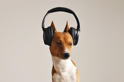 Dog in headphones