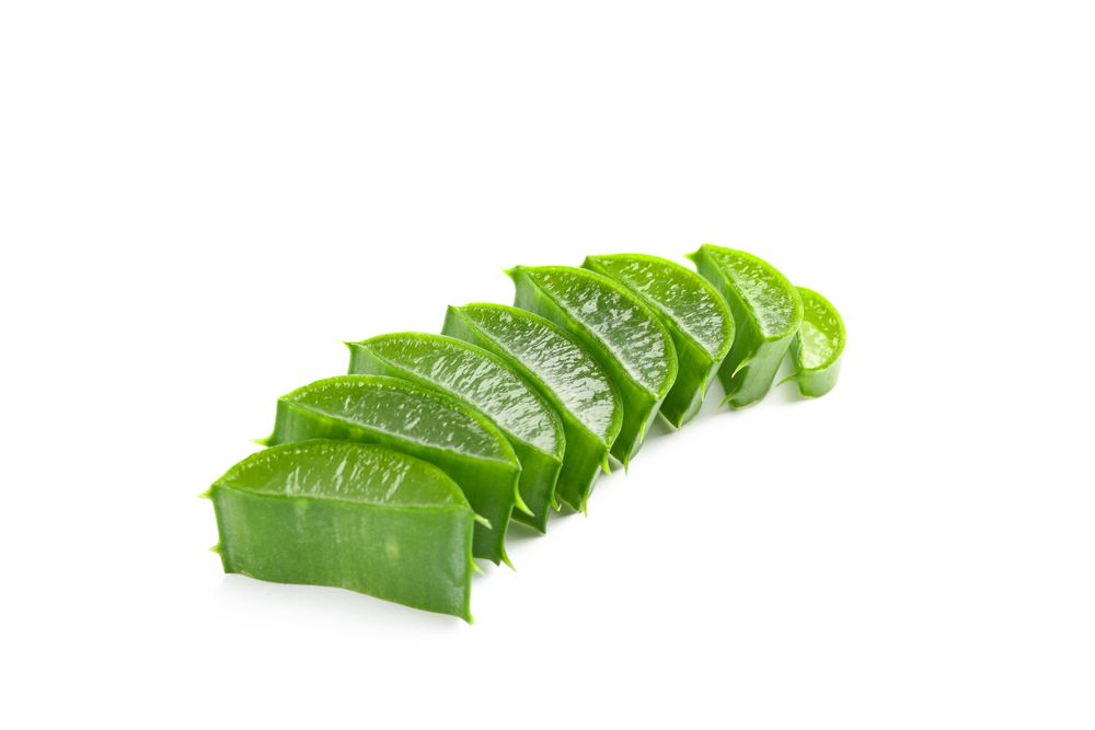 Aloe vera slices isolated on blank background. Herbal medicine