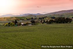 Vineyards field in Malborough, New Zealand 5k8Qo4