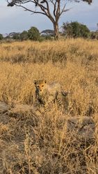 Cheetah cub exploring the african savanna in Kenya
