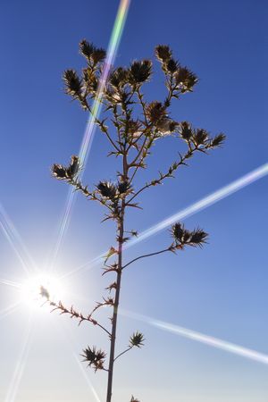 Sun glowing through dry plant