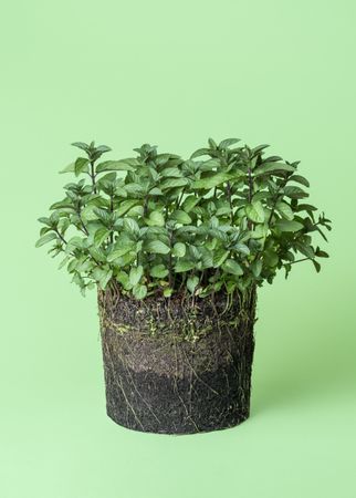 Mint plant growth in the soil