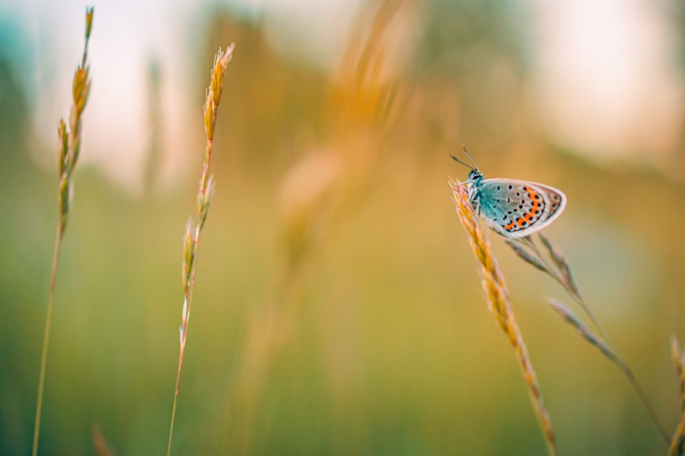 Moth with beautiful wings on long grass