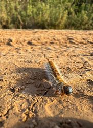 Thaumetopoea pityocampa is a caterpillar with stinging hairs that lives on pine trees