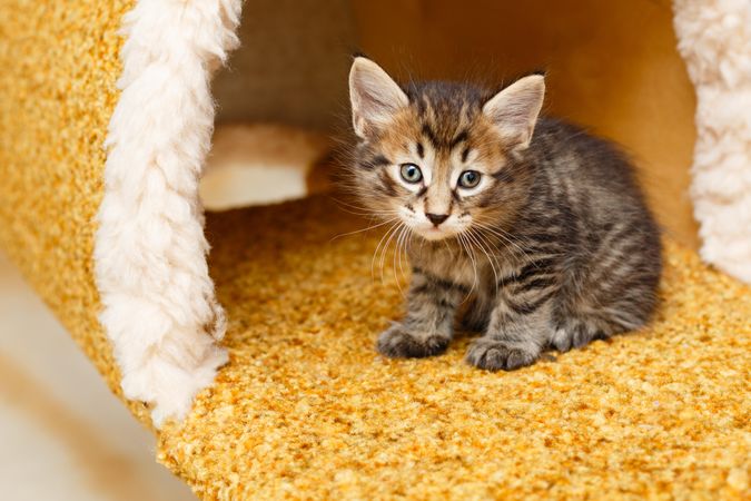 Tiny grey tabby cat in cat house with orange carpeting