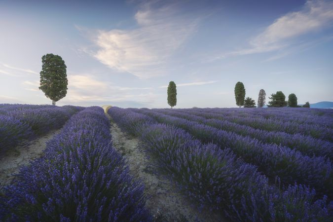 Lavender fields and trees at sunset. Orciano, Tuscany, Italy