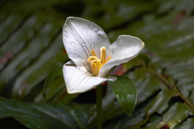 One trillium flower growing in green hedge