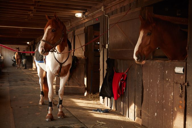 Riding horses await a morning workout at a stable at Madeira School, McLean, Virginia
