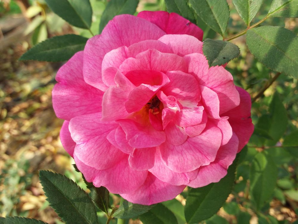 Pink rose with green leaves